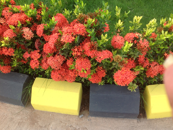 garden management in chennai, terrace gardens in chennai, swimming pool designers in chennai, swimming pool maintenance in chennai, gardening in chennai, landscape architects in chennai